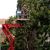 Edgewater Tree Services by Evening Shade Tree Surgeons LLC